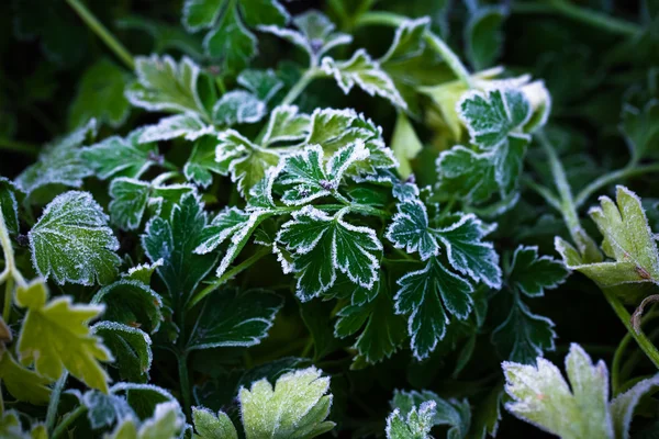 Frosted parsley for background. Autumn. First frost in the garde — Stockfoto