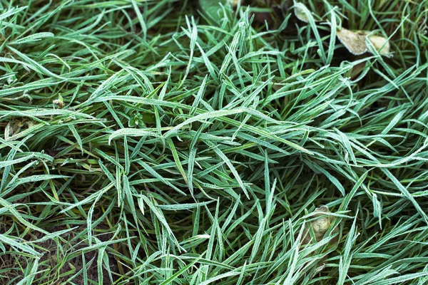 Frosted grass for background. Autumn. First frost in the garden — Stock Fotó