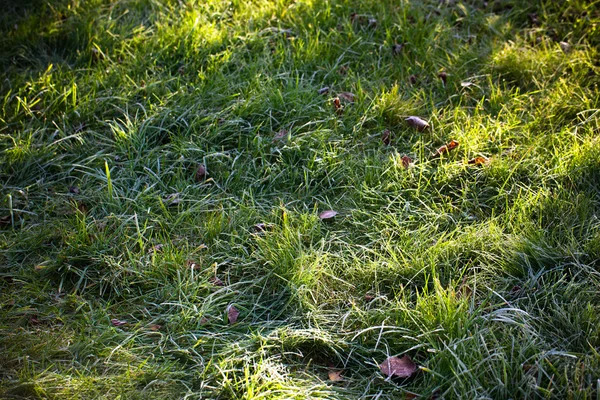 Frosted grass for background. Autumn. First frost in the garden — Stockfoto