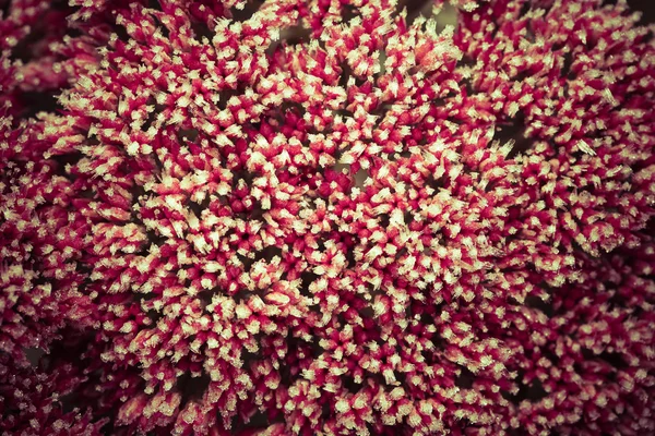 Pink flowers of stonecrop (Sedum) with ice and snow pieces. Autu — Stock Photo, Image