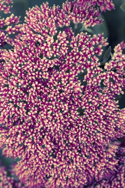 Pink flowers of stonecrop (Sedum) with ice and snow pieces. Autu — Stockfoto