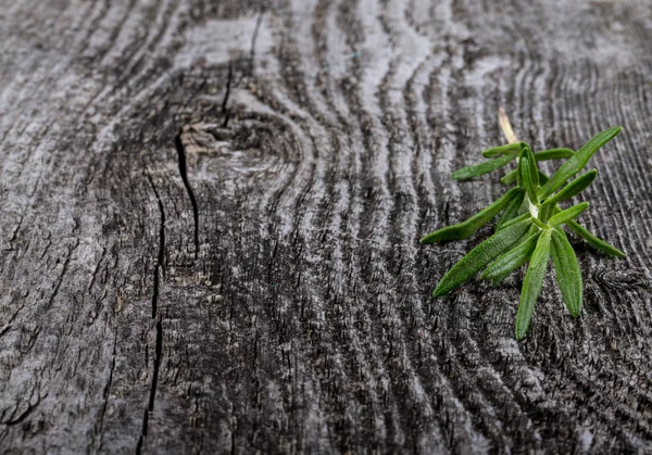 Świeży zielony jasny rozmaryn dojrzałe ławy na stary szary backgrou drewna — Zdjęcie stockowe