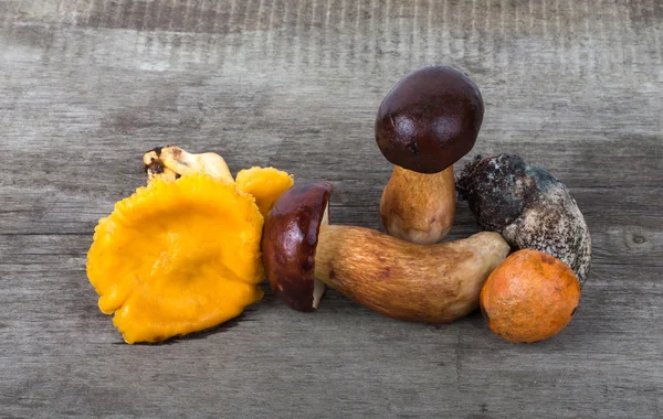 Różnego rodzaju świeżych grzybów jesień — Zdjęcie stockowe