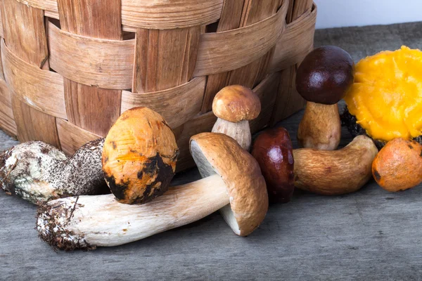 Diversi tipi di funghi freschi selvatici autunno — Foto Stock