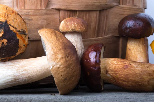 Diversi tipi di funghi freschi selvatici autunno — Foto Stock