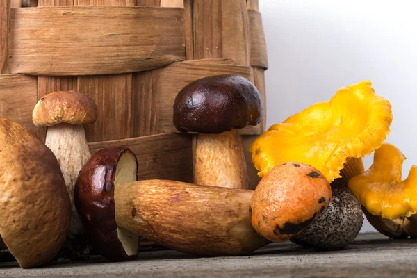 Diversi tipi di funghi freschi selvatici autunno — Foto Stock