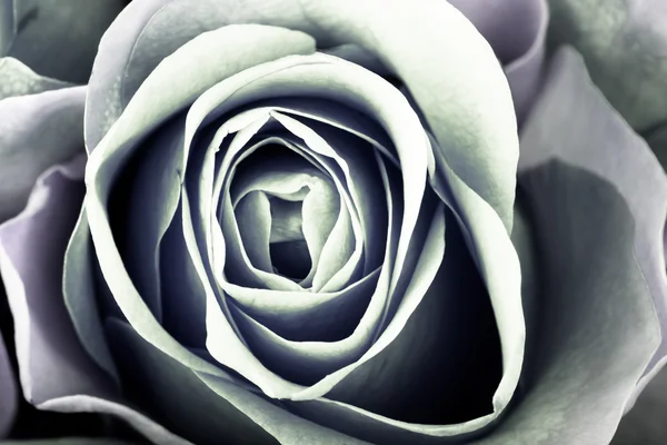 Piękne róże naturalne przykładowo pocztówkę, kalendarz lub ot — Zdjęcie stockowe