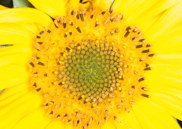 Middle of sunflower closeup for natural background. Selective fo — Stock Photo, Image