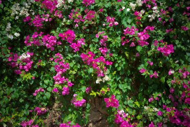 Pembe çiçekler bir Bush. Türkiye'de Kasım. Seçici odak. Ton