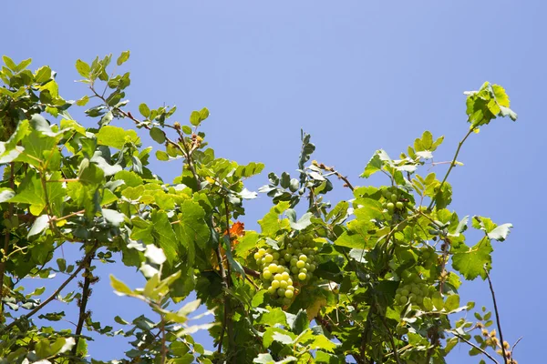 Bunch of grapes on tree in autumn season. Turkey in november. Se — Stock Photo, Image