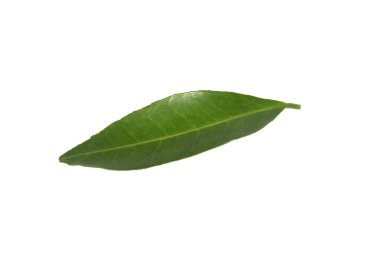 Hafif bir arka plan üzerinde taze yeşil yaprakları