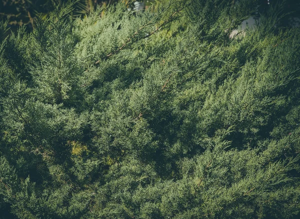 Bush för jiniper i höst. Turkiet i november. Selektiv — Stockfoto