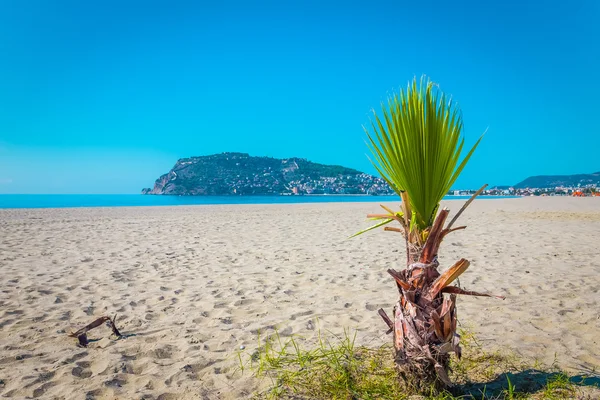 Palma sulla spiaggia e la splendida vista sull'antica fortezza — Foto Stock