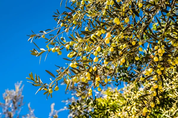 나무에 그린 올리브 자연 배경 처럼 푸른 하늘입니다. Sele — 스톡 사진