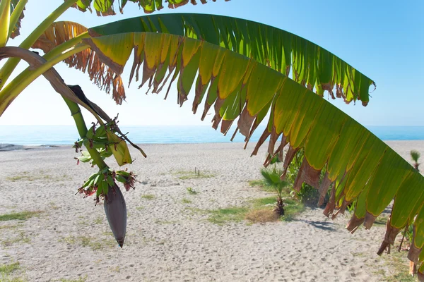 Closed banana flower on a palm tree on beach in Alanya Turkey — Stock Photo, Image
