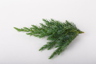 Açık renkli bir Noel ağacına küçük dalı. Closeu