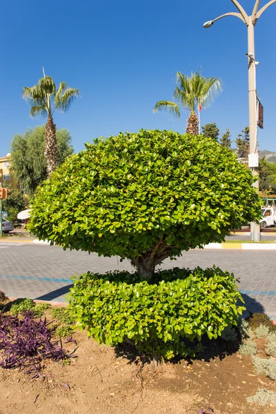 Beautiful green bush on embankment in Alanya Turkey. Toned — Stock Photo, Image