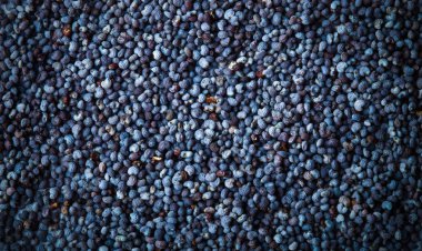 Haşhaş tohumu arka plan. Metin için yer. Tonda