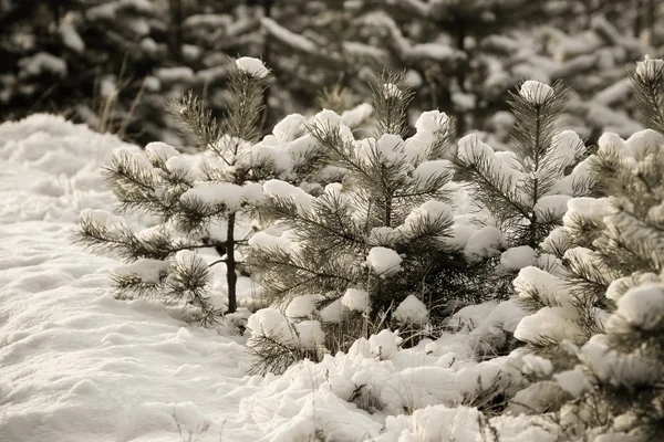 Karlı kış çam ormanı içinde. Seçici odak. Sığ derinlik — Stok fotoğraf