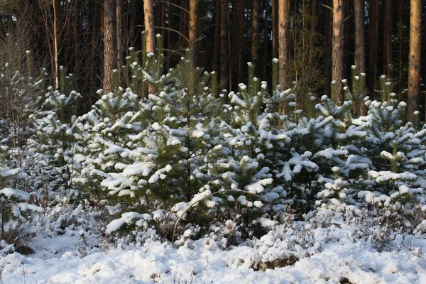 Invierno nevado en el bosque de pinos. Enfoque selectivo. Profundidad superficial — Foto de Stock