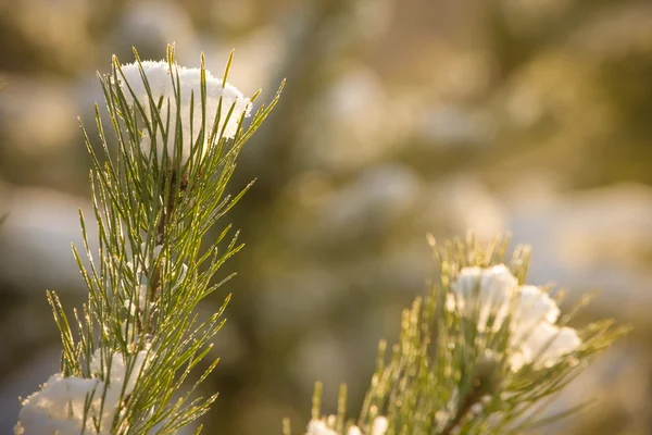 Invierno nevado en el bosque de pinos. Enfoque selectivo. Profundidad superficial — Foto de Stock