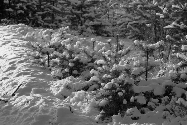 Havas téli a fenyves erdőben. Szelektív összpontosít. Sekély mélységben — Stock Fotó