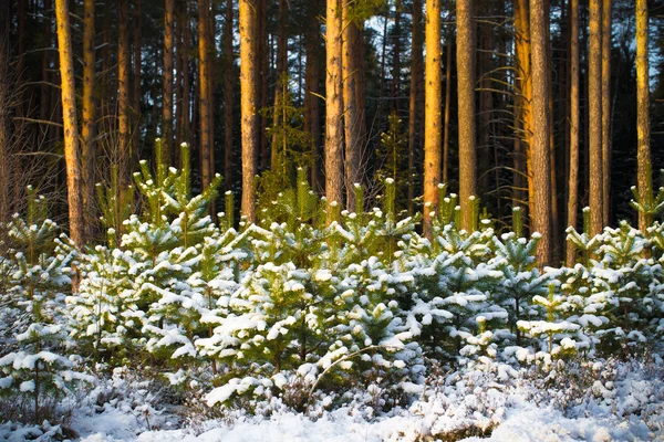 Invierno nevado en el bosque de pinos. Enfoque selectivo. Profundidad superficial —  Fotos de Stock