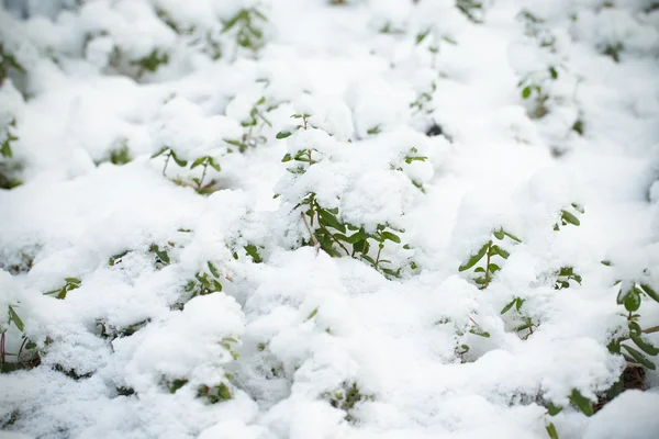 Трава вкрита снігом в зимовому лісі. Вибірковий фокус. Тонований — стокове фото