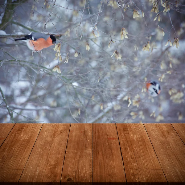 Bullfinches on a tree branch. View from dark wooden gangway, tab — Stock Photo, Image