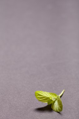 Siyah arduvaz arka plan üzerine nane yaprağı. Sığ derinliği 