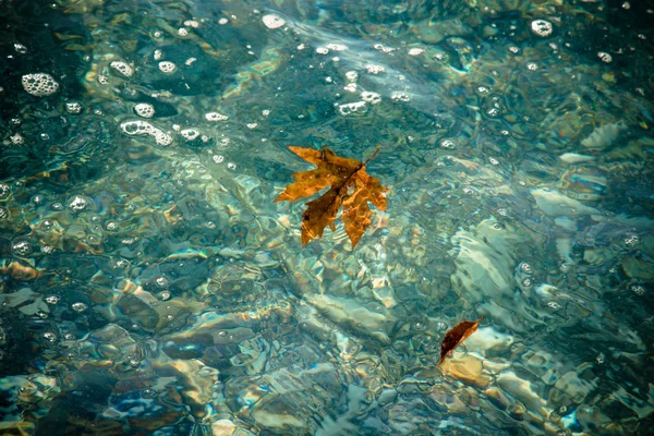 Fallen leaf in the sand on a sea coast. Selective focus. Toned — Stock Photo, Image