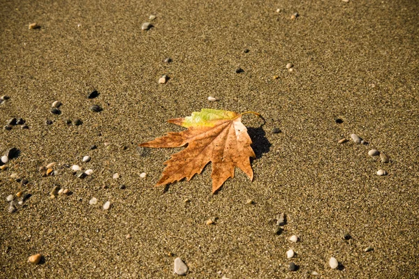 Fallen leaf in the sand on a sea coast. Toned — Stock Photo, Image