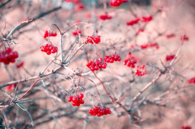 Güzel sanatsal sonbahar bahçesi arka planında pembe tonlarda çalılar ve kullanışlı tıbbi viburyum içeren sulu kırmızı meyveler.