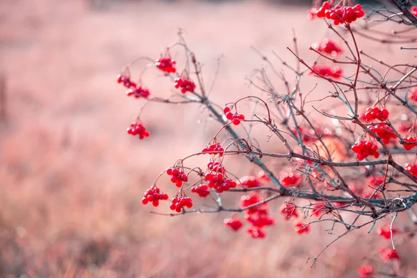 Bellissimo Autunno Artistico Giardino Sfondo Toni Rosa Con Rami Cespugliosi — Foto Stock