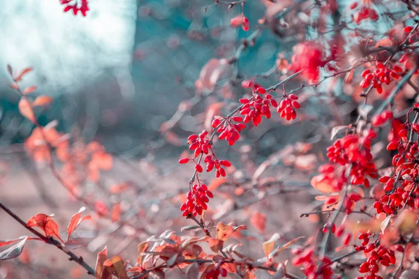 Beau Fond Jardin Automne Artistique Dans Des Tons Bleu Rose — Photo