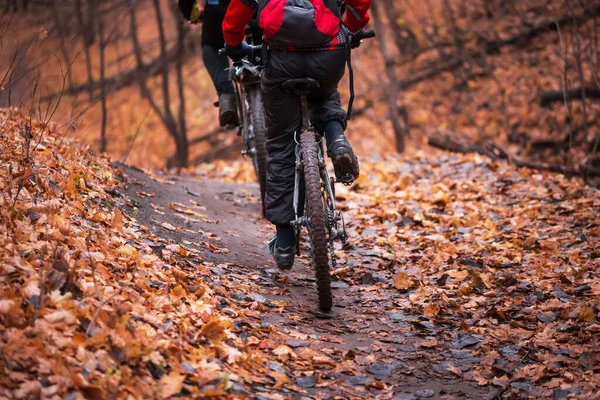 Sports activities, hobbies, active lifestyle. Two people cyclists men ride in the park in the forest on bicycles in the fall along the foliage on the path outdoors in nature