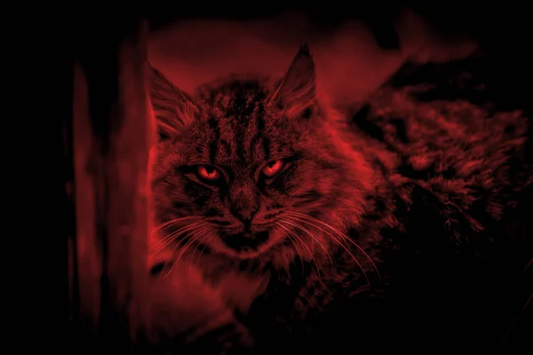 Scary mystical paranormal horror gaze cat eyes ghost in a strange otherworldly dangerous red light and eerie magical shadows
