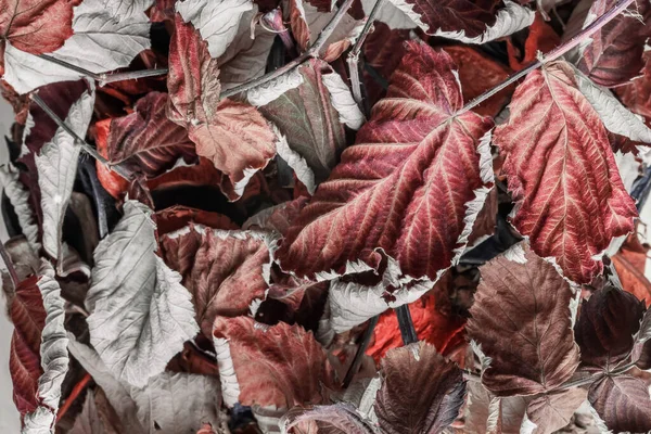 ハーブ代替医療。赤の質感を持つ秋の自然の背景パターンは、薬用茶の注入を醸造するための有用なラズベリーの葉を乾燥 — ストック写真
