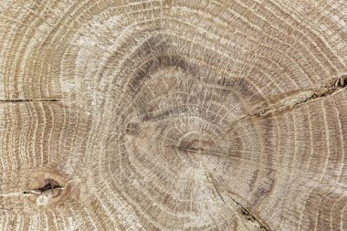 Ahşap zemin, doğal cilalanmış eski meşe ağacının yüzey dokusuna sahip. Yıllık halkaları yakın plan.