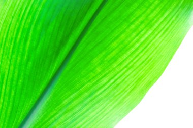 Beyaz arkaplanda yeşil bir yaprak parçasının siluetinin dokusu.