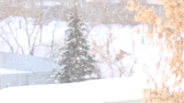 Плохая погода, снежная метель снегопад в городе, снежинки вихрятся в воздухе на фоне ели, плохая видимость в холодную зиму в мороз — стоковое видео