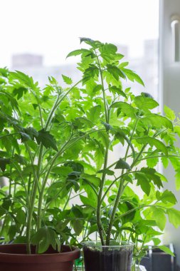 Bahar kır evi fidanları, fidanlar yetiştiriyor. Evde domates yetiştiriyor. Pencere kenarında, balkonda.