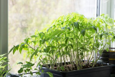 Bahar kır evi fidanları, fidanlar yetiştiriyor. Evde domates yetiştiriyor. Pencere kenarında, balkonda.