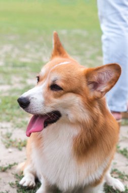 Evcil hayvan, pürüzsüz paltolu küçük kırmızı Corgi köpeği yazın çayırda sahibinin yanında tasmayla yürüyor.