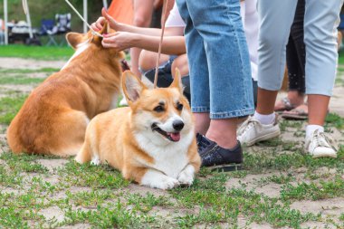 Safkan safkan bir evcil hayvan küçük bir köpek Welsh Corgi parkta uzanıyor çimlerin üzerinde bir çok insan bacağı arasında.