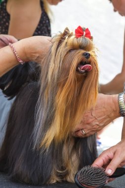 Evcil bir köpeği tımar etmek, yakışıklı bir Yorkshire teriyerinin uzun paltosunu fırçalamak..