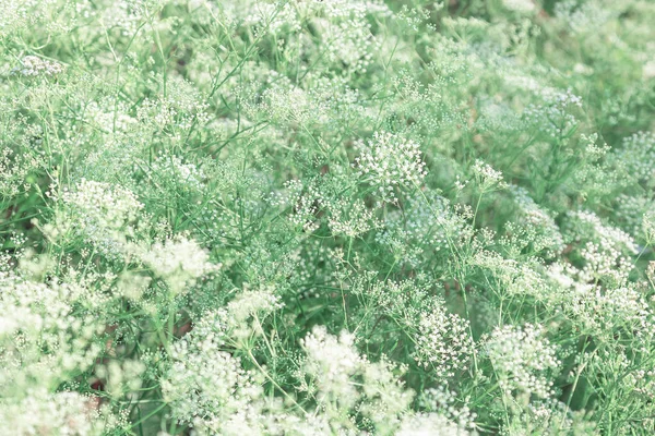 アンリスカス シルベストリス ウンベリフレアエの森の植物ウンベリフレアエ科 野菜の花夏の背景 — ストック写真