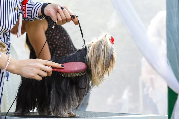 Grooming a pet dog, brushing the long coat of a handsome young Yorkshire terrier