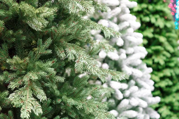 Fondo con textura de ramas de árbol de Navidad año nuevo verde artificial y color blanco —  Fotos de Stock