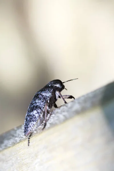 Click beetle Elateridae, soil crop pest close up